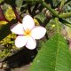 Fleur du Frangipanier du jardinLocation de villa Marie Galante - La Maison Casa Blue - Guadeloupe